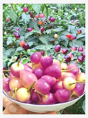 广西特产七彩辣椒苗秧苗四季带土盆栽阳台泡椒苗云南七彩椒苗水果