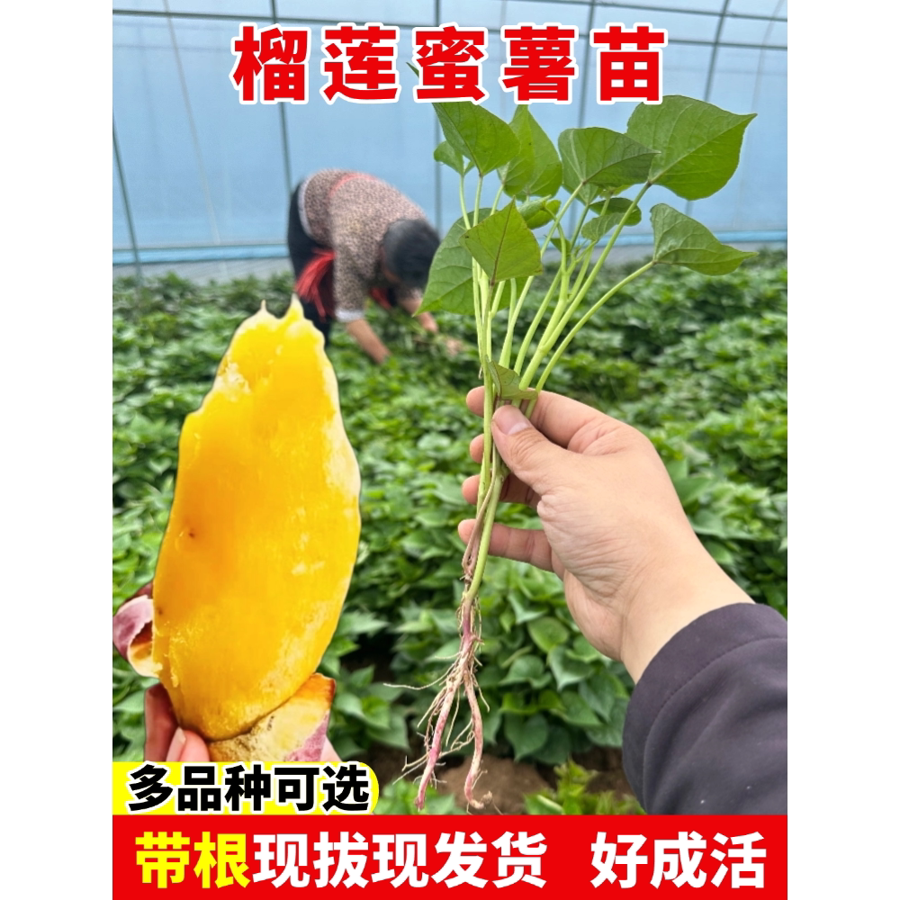 榴莲蜜薯苗烟西瓜红板栗桥图片