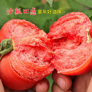 老品种西红柿苗带土番茄苗四季盆栽阳台庭院带土苗春季蔬菜苗