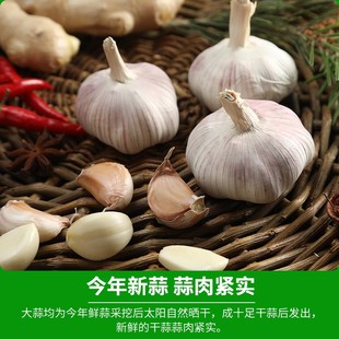 干大祘头种籽新鲜山东种子四季祘苗种孑本祘台种吃蒜苔大蒜蒜种籽