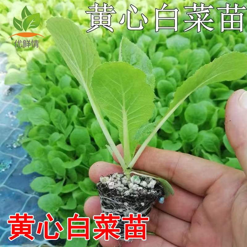 黄心白菜苗蔬菜苗秧苗大白菜娃娃黄苗白包苗菜菜空心菜抗苗病耐寒