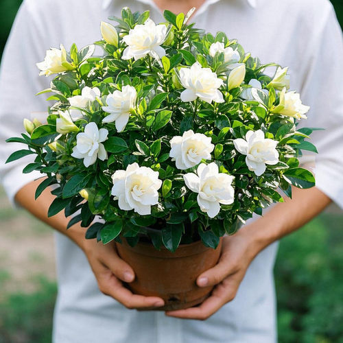 重瓣牡丹栀子花盆栽浓香型带花苞绿植四季开花室内水土培植物花卉