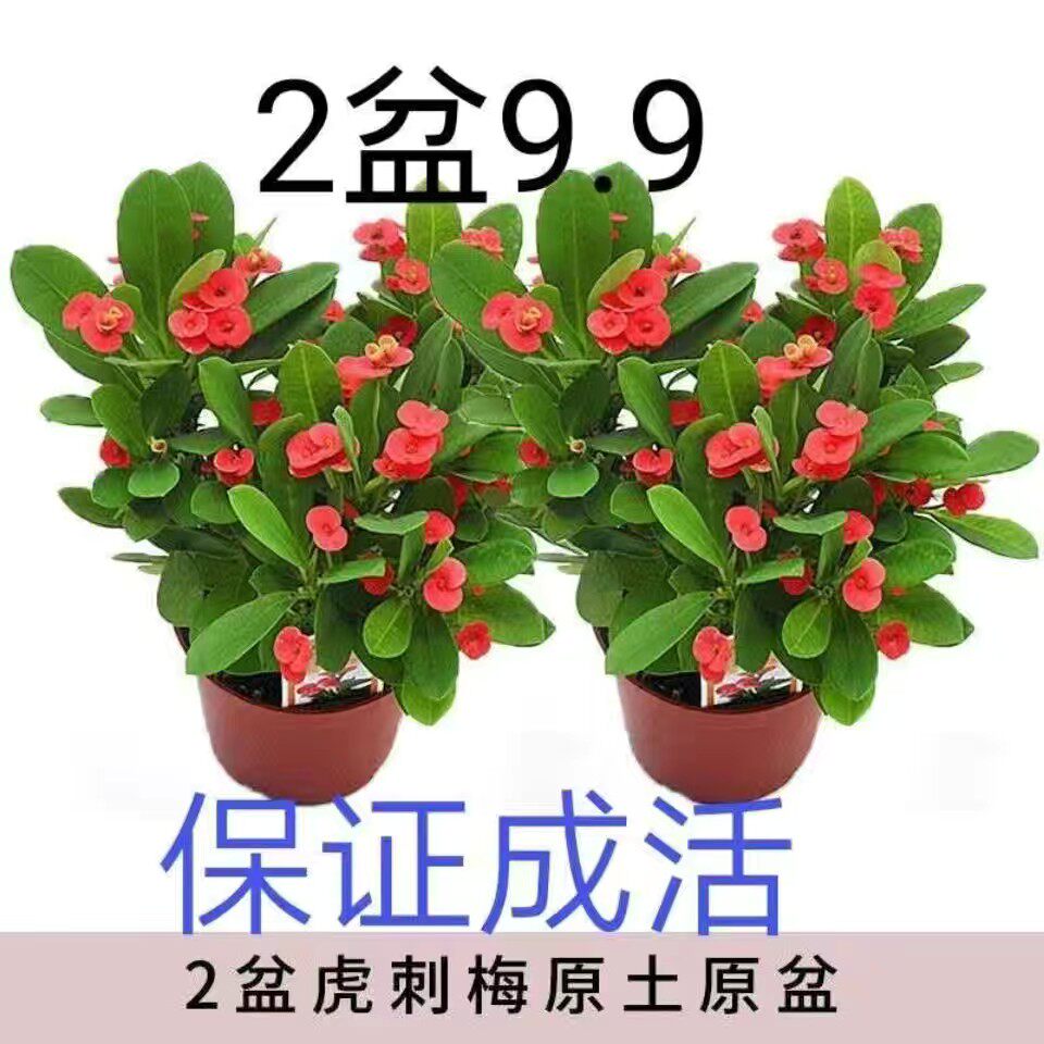 【特惠2盆9.9虎刺梅】虎刺梅盆栽耐寒花卉观花植物四季开花铁海棠