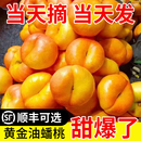 现摘现发黄肉黄毛脆甜彩虹蟠桃大桃子整箱 黄金油蟠桃新鲜水果当季