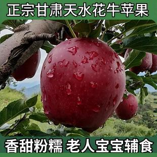 正宗甘肃天水花牛苹果蛇红果9宝宝老人面粉脆沙甜苹果新鲜水果10