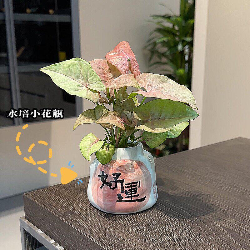 高颜值水培小花瓶办公室桌面绿植插花器卧室客厅高级感氛围家装饰