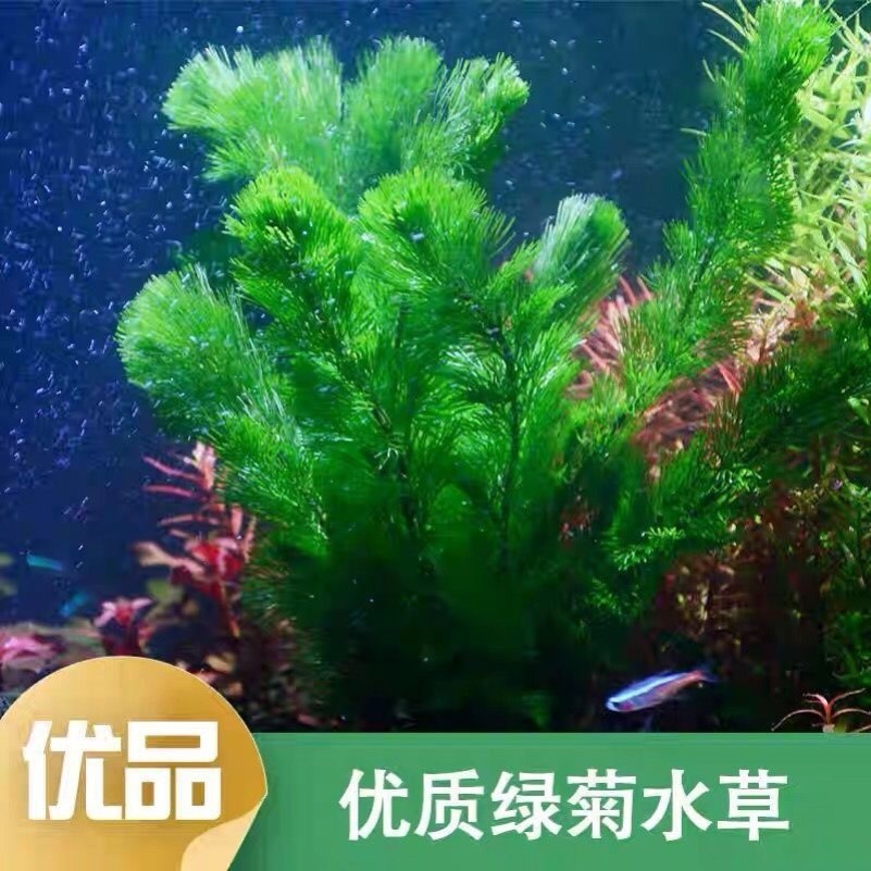 绿菊花水草活体植物鱼缸装饰造景新手入门阴性真草水培增氧后景草