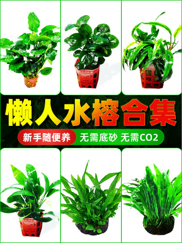 水榕水草沉木懒人阴性活体鱼缸真草植物大叶榕迷你榕养鱼造景