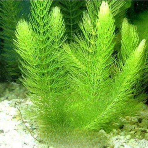 金鱼藻水草淡水阴性鱼缸蜈蚣草绿菊净水增氧挂卵繁殖新手造景装饰