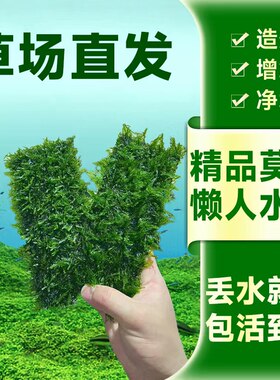 大三角小三角莫斯珊瑚