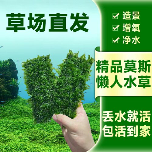 大三角小三角莫斯珊瑚