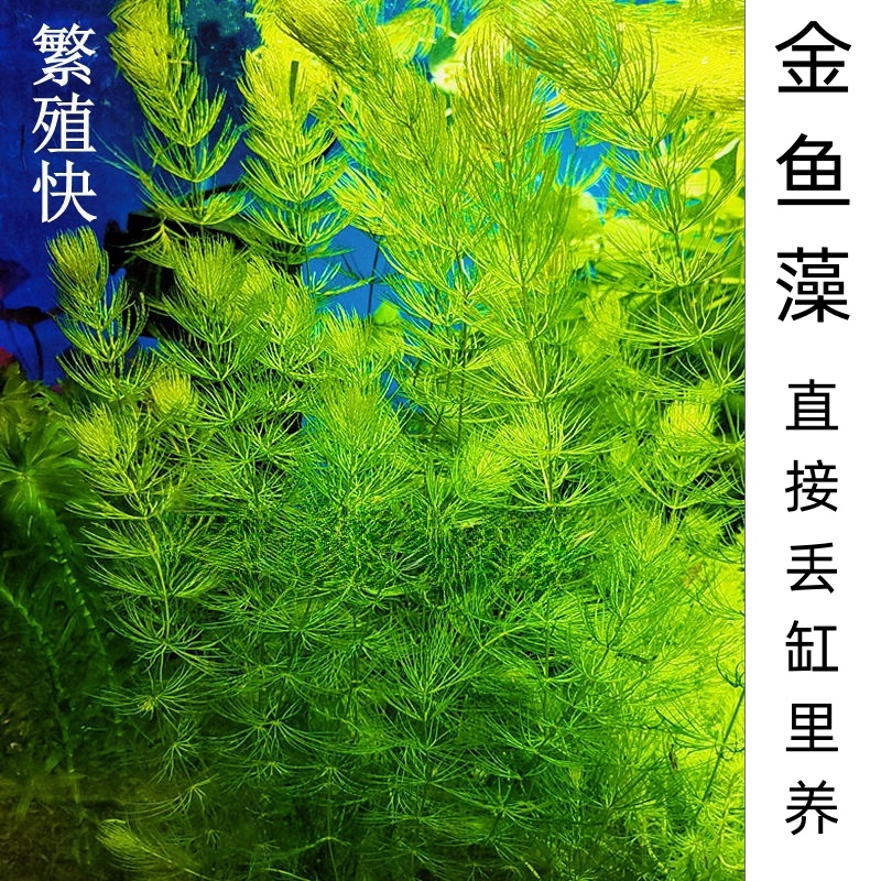 金鱼藻水草淡水阴性鱼缸蜈蚣草绿菊净水增氧挂卵繁殖新手造景装饰