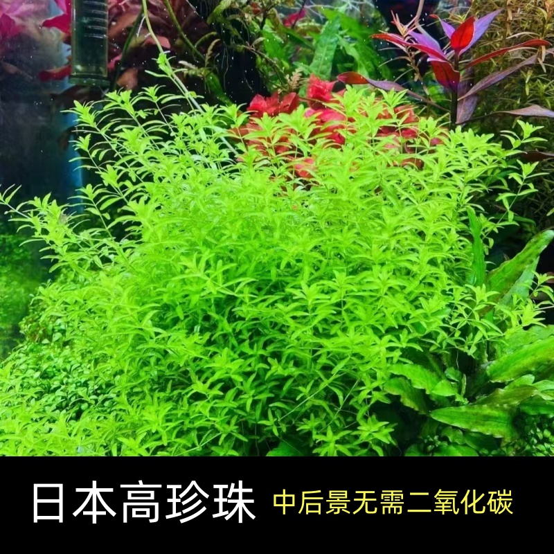 日本高珍珠鱼缸中后景懒人水草