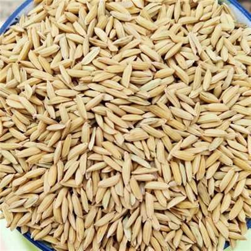 10斤带壳稻谷谷子水稻稻子粮食杂粮大米喂鸡鸭鹅鸽鸟仓鼠宠物饲料