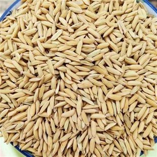 10斤带壳稻谷谷子水稻稻子粮食杂粮大米喂鸡鸭鹅鸽鸟仓鼠宠物饲料