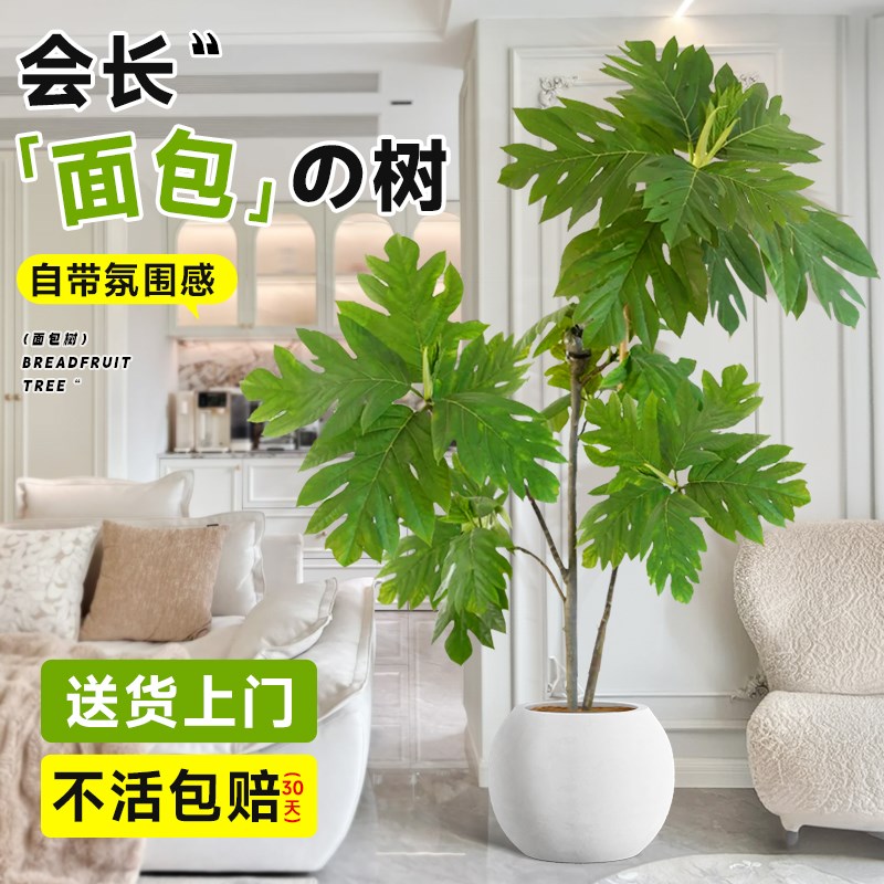 网红面包树盆栽大型绿植物高级感客厅F电视柜旁边落地禄根真花好