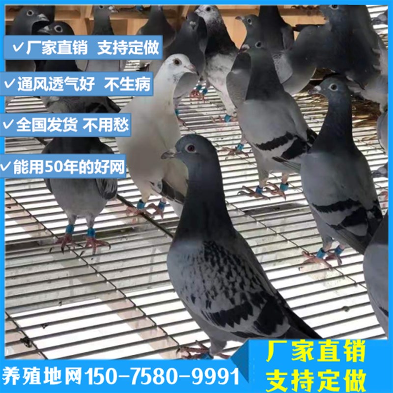 养殖地网 鸽舍漏粪板 镀锌地网 赛鸽养殖地排子 动物养殖场地板