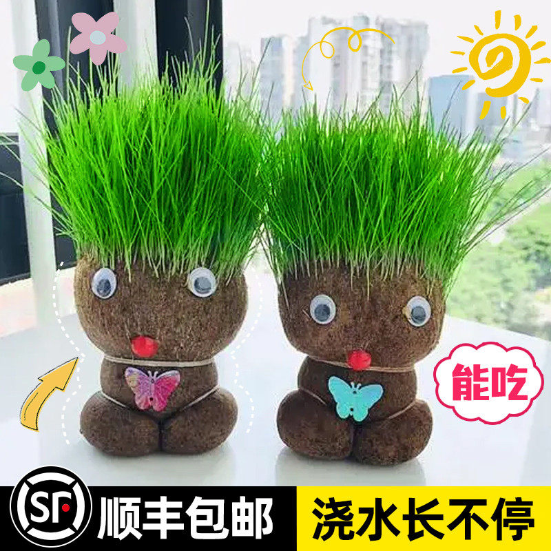 极速草头娃娃开花可爱长草猫草绿植物小盆栽小草R娃娃室内儿童创