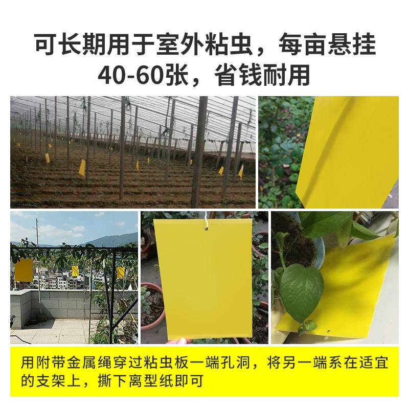 极速黄板双面粘虫板蓟马纸贴黄蓝飞E虫小黑飞果园沾果蝇诱捕器粘
