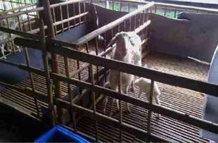 极速羊床漏粪板羊l圈羊舍养殖厂脚垫竹制品接粪板养羊畜牧用品保