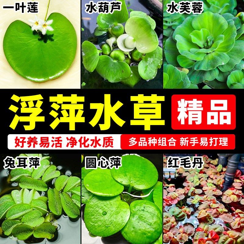 极速鱼缸浮萍水草植物活造景耐寒绿E植一叶莲水葫芦新手懒人好养
