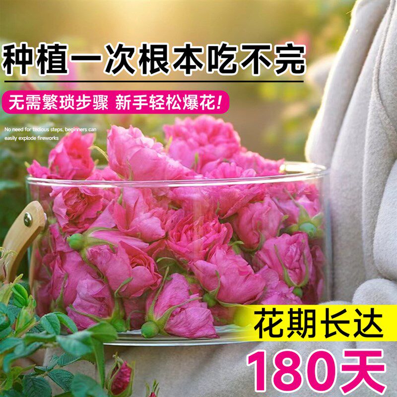 极速正宗可食用大马士革玫瑰花苗平阴花卉M室内客厅盆栽带花苞四
