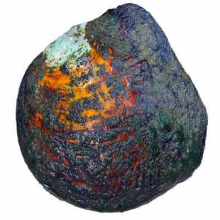 速发直播海淡水珍珠蚌自己开河蚌多珍珠贝壳活蚌取珍珠鲜活蚌幼苗