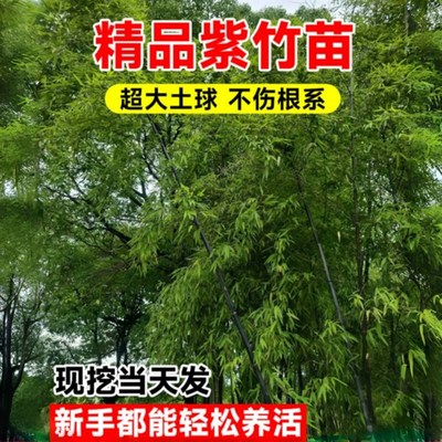 极速紫竹苗矮化观赏紫竹老根庭院室外耐寒热竹P子苗盆栽紫气东来