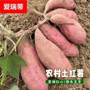江西本地土番薯老品种地瓜农家自种红皮黄心红薯新鲜现挖红薯蜜薯