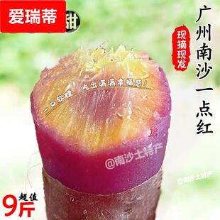 【顺丰可选】南沙一点红番薯板栗红薯现挖软糯农家自种蜜薯