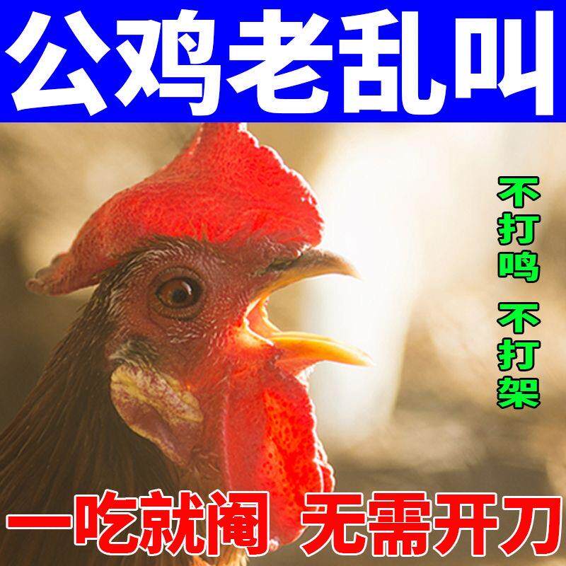 阉鸡神药防止公鸡打鸣打架药阉鸡多维太监鸡全套工具不让鸡鸭鹅叫
