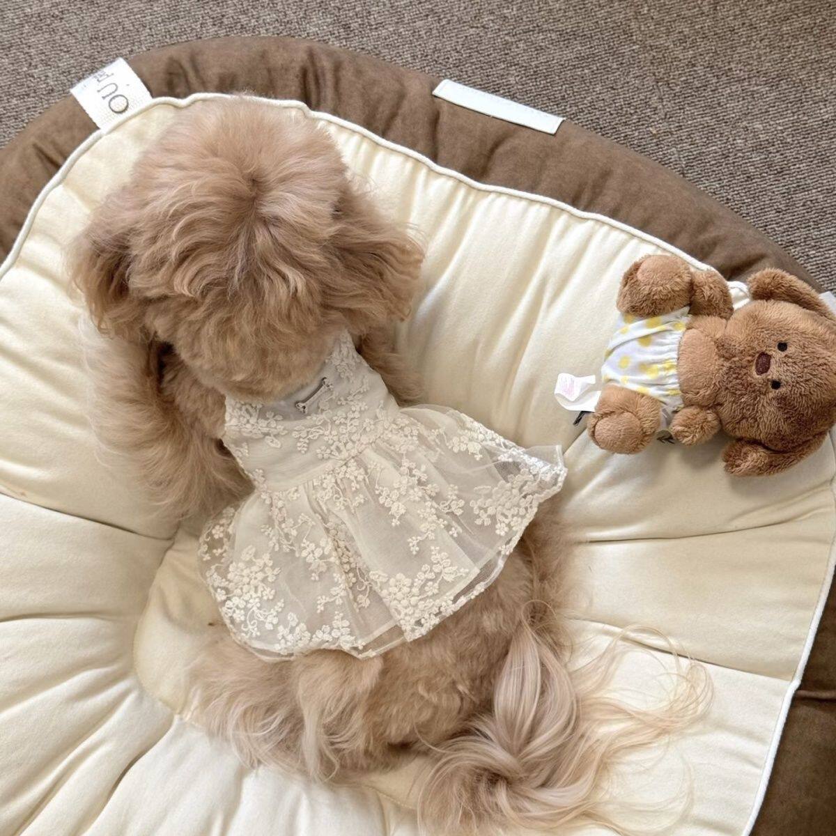 宠物衣服猫咪狗狗公主风宠物狗狗夏季公主裙子比熊约克夏清凉裙子
