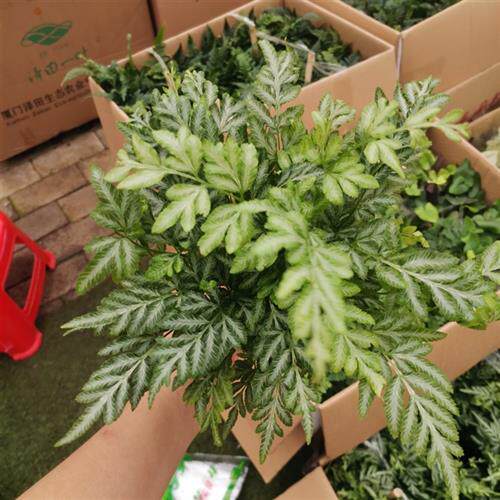 蕨类微景观水陆缸盆栽造景蕨DIY植物苔藓青苔狼尾蕨珊瑚蕨铁线蕨