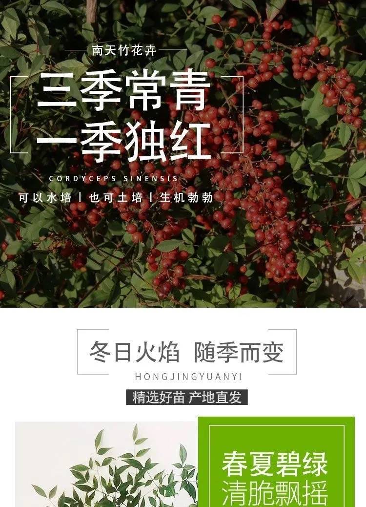 火焰南天竹红叶盆景老桩观叶工程绿化庭院装饰天竺耐寒盆栽北欧风 鲜花速递/花卉仿真/绿植园艺 绣球/木绣球/木本植物 原图主图