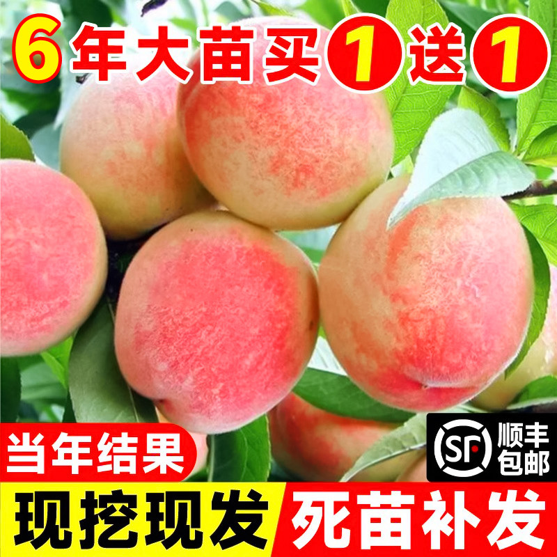 早熟水蜜桃树苗嫁接黄桃树苗树当年结果南方北方种植树苗桃树果苗