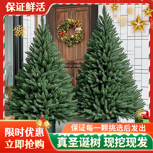 真圣诞树真树盆栽真正的圣诞真树挪威云杉树苗活的圣诞树绿植活树