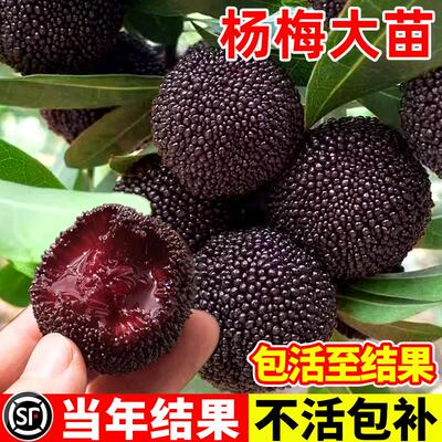 正宗嫁接东魁杨梅树苗南北