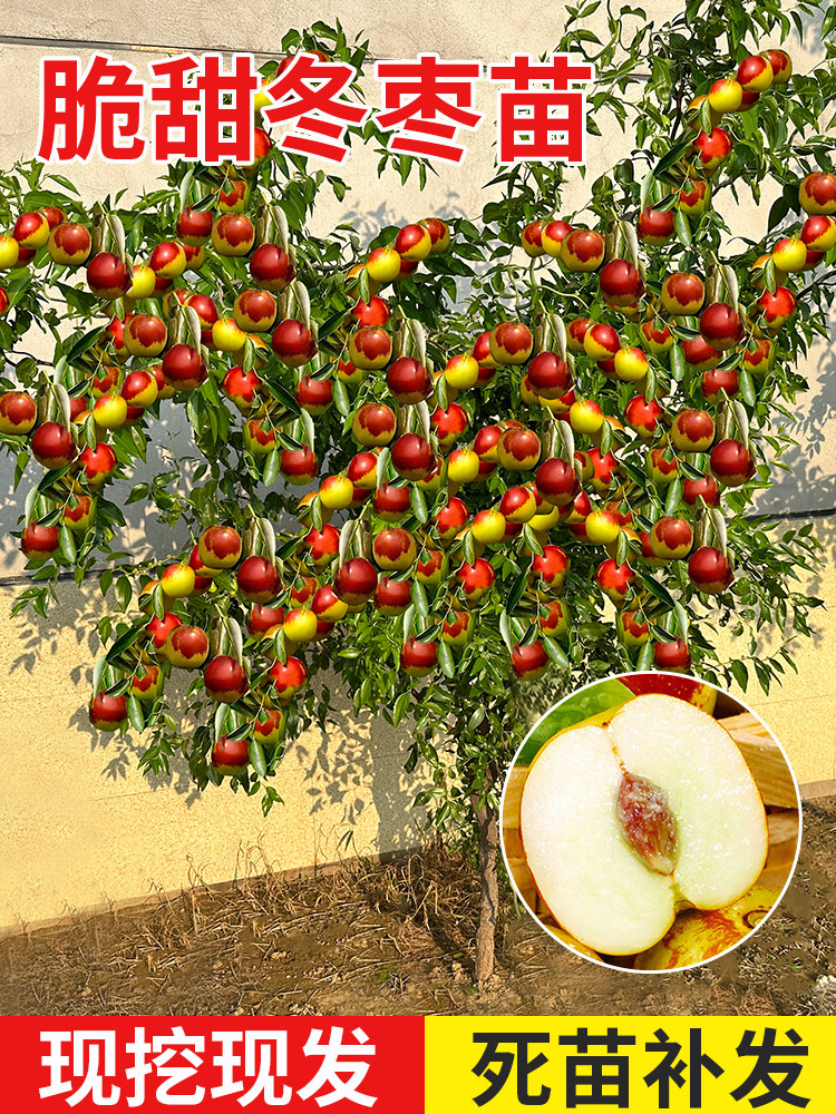 枣树活苗嫁接冬地栽果当年结