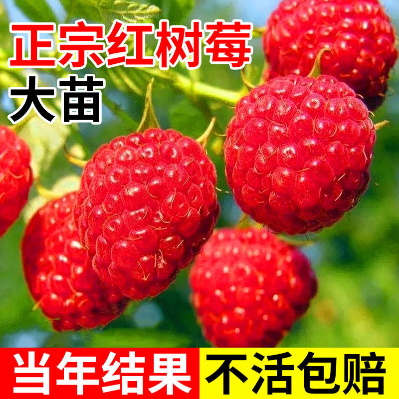 红树莓苗当年结果覆盆子果树苗盆栽地栽南北方红黄黑树莓大苗带果图片