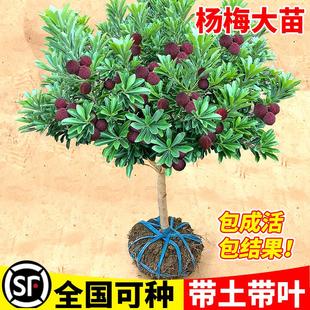 正宗嫁接杨梅树苗仙居东魁黑炭杨梅苗早熟杨梅苗带土南方北方种植