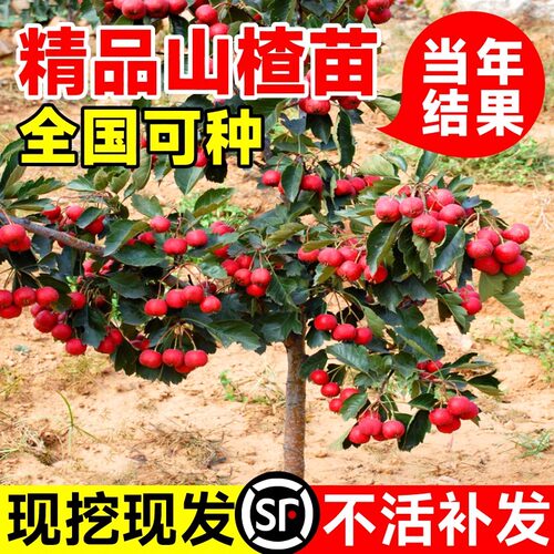 山楂树活苗大金星五棱甜红