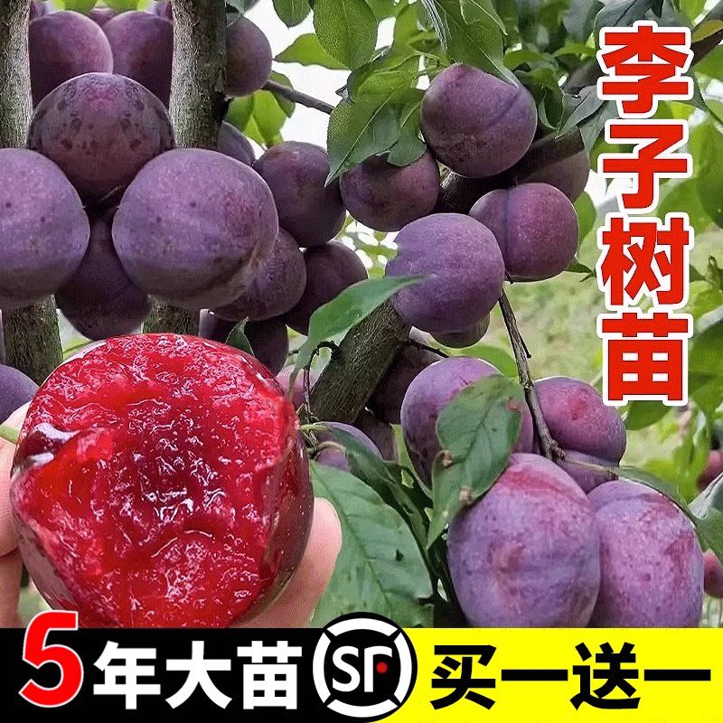 蜂糖李子树苗玫瑰李脱骨李子树苗图片