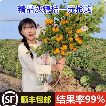 沙糖桔子树苗无籽砂橘嫁接图片