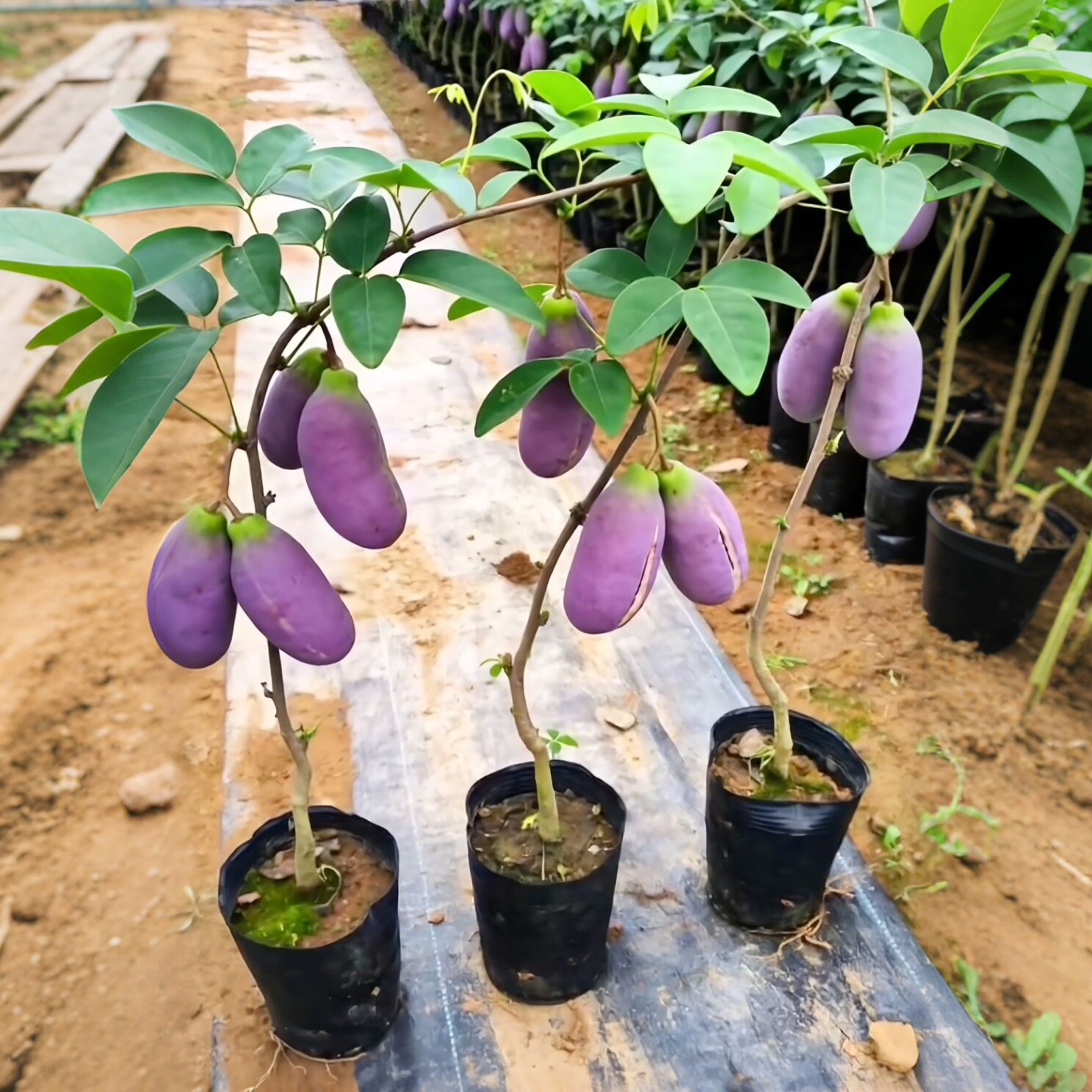 无籽八月瓜树苗嫁接苗八月炸瓜苗庭院种植盆栽水果树果苗当年结果