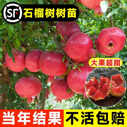 石榴树苗突尼斯软籽庭院果盆