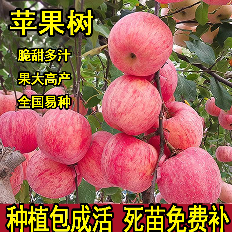 苹果树苗盆栽南方北种植地冰图片