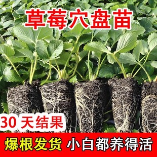 草莓苗穴盘苗丹东99奶油植物苗秧四季 种植优质种苗室内水果盆栽