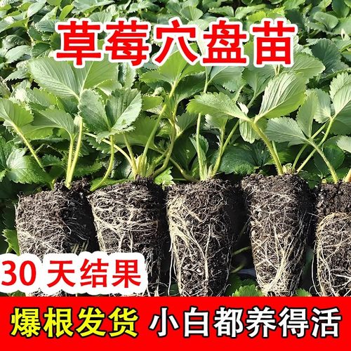 草莓苗穴盘苗丹东99奶油植物苗秧