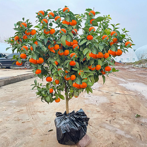 沙糖桔树苗南北方种植无核种植树
