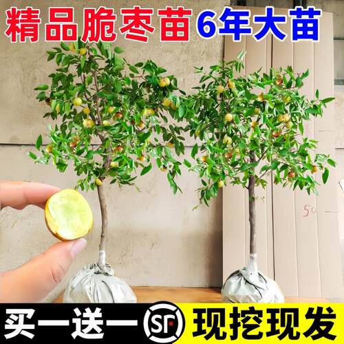 枣树活苗特大带土球盆栽庭
